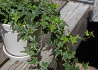 American Plant Exchange Variegated English Ivy – 6-Inch Pot – Live Easy Care Trailing Houseplant with Green & White Leaves for Hanging Baskets, Indoor Planters, Home & Office Décor - Image 5