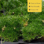 3 Irish Moss – Soft Evergreen Mossy Groundcover with White Spring Flowers for Rock Gardens & Pathways (Sagina subulata) in 2.5″ Cubes, Live Plants - Image 6