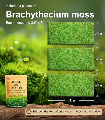 Live Moss – Brachythecium Moss (3 Sheets, Each Approx. 3.5"x7") for Terrariums, Moss Gardens, Plant Layouts & Natural Decor – Naturally Grown, Reusable, Not Artificial - Image 2