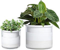 Phoenix Vine 6 Inch 4 Inch Self Watering Planter Pots, Design White Terracotta Pots for Plants, Indoor Cylinder Terra Cotta Pots with Glass Vase Set, 51-B-G-46 by Phoenix+Vine
