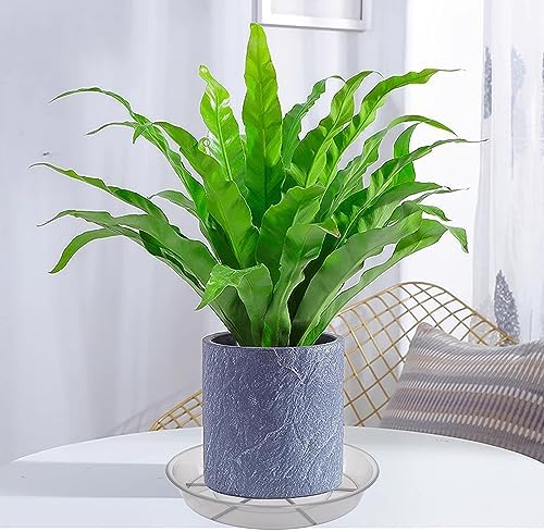 6 Pack Plant Saucer Drip Tray 16 inch, Potting Trays for Plants, Heavy Sturdy Plastic Planter Flower Pot Saucers for Indoor Outdoor Garden, Plant Water Drip Trays for pots (16", Grey) - Image 5