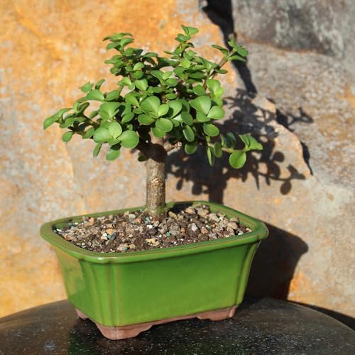Brussel's Bonsai - Medium Jade Live Bonsai Tree, Potted Indoor Plant - Image 4