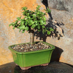 Brussel's Bonsai - Medium Jade Live Bonsai Tree, Potted Indoor Plant - Image 4