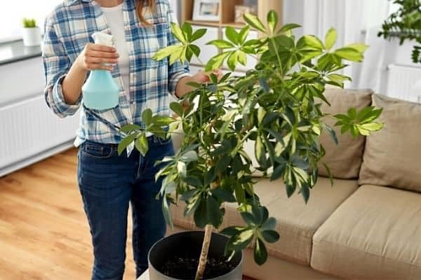 Gardenera Umbrella Plant Premium Potting Mix - Trusted by Plant Enthusiasts for Exceptional Results and Happy Plants - 5 Quart - Image 2