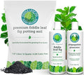 Fiddle Leaf Fig Propagation Bundle by HouseplantResourceCenter