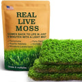 Live Moss – Plagiomnium Moss (3 Sheets, Each Approx. 3.5"x7") for Terrariums, Moss Balls, Bonsai & Natural Plant Decor – Naturally Grown, Reusable, Not Artificial by LUCKYRUNES