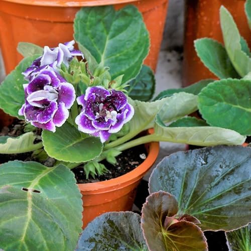 African Violet Potting Soil Mix 10qt, Pre-Mixed Acid Soil Ideal for African Violets to Ensure Optimal Nutrient Uptake and Vibrant Blooms - Image 6