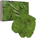 TurelinnG Preserved Moss Decor - Real Forest Moss, Moss for Crafts, Flexible for DIY Crafts, Home, Wall, Terrarium, Art Projects(Natural Green 2 sq.ft) by TurelinnG