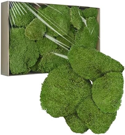 TurelinnG Preserved Moss Decor - Real Forest Moss, Moss for Crafts, Flexible for DIY Crafts, Home, Wall, Terrarium, Art Projects(Natural Green 2 sq.ft) by TurelinnG