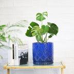 8 Inch + 6 Inch Indoor Plant Pot with Drainage Holes and Saucers, Ceramic Planter for Plants Succulent Orchid Flower Pots - Image 6