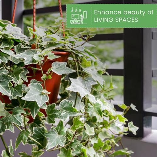 American Plant Exchange Variegated English Ivy – 6-Inch Pot – Live Easy Care Trailing Houseplant with Green & White Leaves for Hanging Baskets, Indoor Planters, Home & Office Décor - Image 2