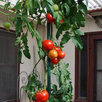 Xiny Tool Garden Stakes, 25 Pack 4 Ft Steel Plant Garden Tomato Stakes with Plastic Coat for Climbing Plants (25 Pack 48 Inch) - Image 6