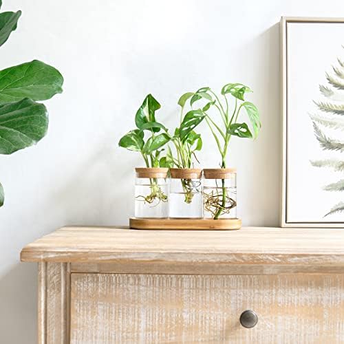 Dahey Plant Propagation Station and Wall Hanging Artificial Plant Eucalyptus for Living Dining Room Nursery Bathroom Bedroom Kitchen Decoration - Image 3