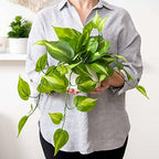 Kurrajong Farmhouse Dark Green Fake pothos | Fake Plant for Shelf Decor | Artificial Trailing Ivy Plant with 5" Wide Ceramic Pot | Faux pothos | Feaux Pothos | Bathroom and Kitchen Decor - Image 3