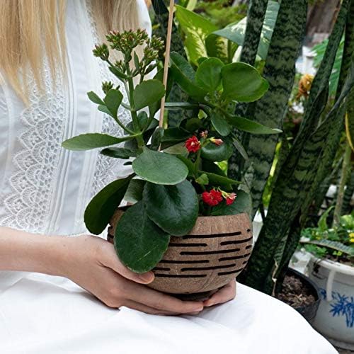 Rainforest Bowls Set of 2 Horizons Coconut Planters w/Drainage Hole- Perfect for Succulents, Flowers, Small Plants, Indoor & Outdoor Gardens- Handcarved by Artisans, Eco-Friendly & Sustainable - Image 4