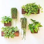 LaLaGreen Wood Planter Box for Plants (6 Pack) Wall Planters for Indoor by L%C3%A1L%C3%A1Green