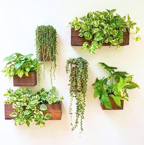 LaLaGreen Wood Planter Box for Plants (6 Pack) Wall Planters for Indoor by L%C3%A1L%C3%A1Green