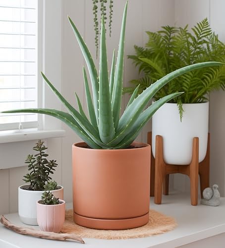 D'vine Dev 2-Pack Terracotta Plant Pots with Saucers, 8 Inch, 40-X-B-4 - Image 6