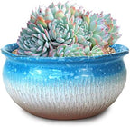 8 Inch Succulent Pot with Drainage and Saucer Glazed Terracotta Round Ceramic Succulent Planter Cactus Bonsai Plant Pot (Light Blue) by SUMMERIMPRESSIONS