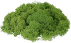 uxcell Preserved Reindeer Moss, 17.6oz Fake Moss for Crafts Artificial Dried Moss for Decoration Terrariums Potted Plants, Light Green by uxcell
