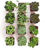 Shop Succulents | Verde Collection | Assortment of Hand Selected, Fully Rooted Live Indoor Green Succulent Plants, 12-Pack - Image 2