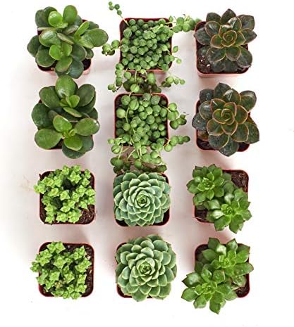 Shop Succulents | Verde Collection | Assortment of Hand Selected, Fully Rooted Live Indoor Green Succulent Plants, 12-Pack - Image 2