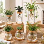 Honeydak 6 Pcs Plants Propagation Station Desktop Glass Propagation Round - Image 3