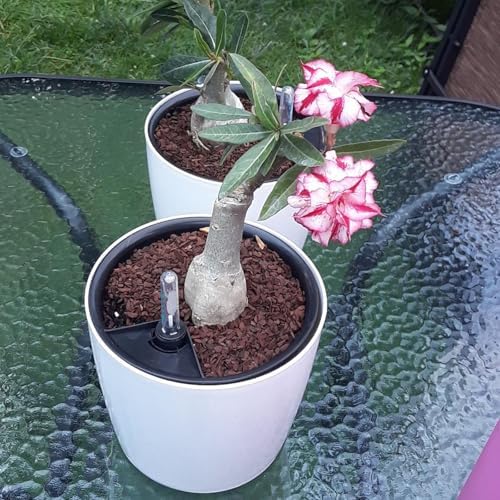 JOIKIT 4 Pack 7 Inches Self Watering Planter, White Plant Flower Pots with Water Level Indicator, Self Watering Pots for Indoor & Outdoor Succulents Plants Herb Garden - Image 7
