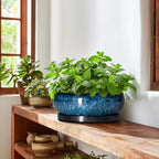 Bonsai Tree Pots 10 Inch - Ceramic Succulent Pot with Drainage Hole and Saucer, Bonsai Pots for Indoor Outdoor, Round Succulent Planter, Shallow Planter, Desk Decor, Plant Lover Gifts, Blue - Image 6