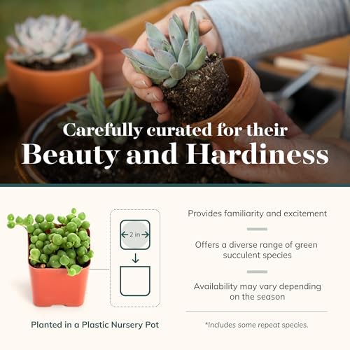 Shop Succulents Verde Succulent Plant Pack Bulk Collection - Live Mini Succulent Plants, Low Maintenance, Mix of Green Succulents & Textures - Wedding and Party Favors, Gift & Garden, Pack of 128 - Image 4