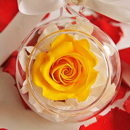 RoseStory®|Preserved Yellow Rose Terrarium|Glass Hangning Terrarium Kit by Unknown