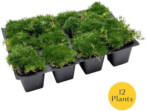 12 Irish Moss – Soft Evergreen Mossy Groundcover with White Spring Flowers for Rock Gardens & Pathways (Sagina subulata) in 2.5″ Cubes, Live Plants - Image 4