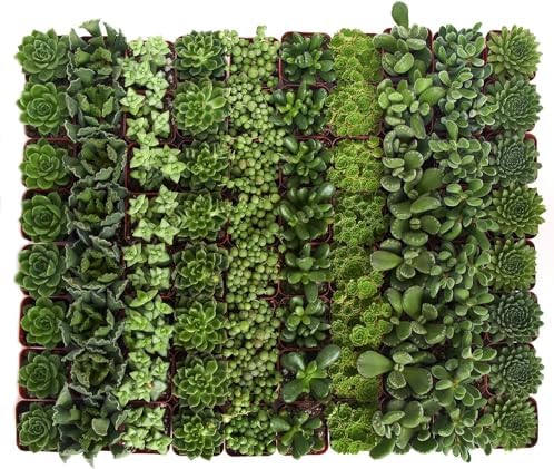 Shop Succulents Verde Succulent Plant Pack Bulk Collection - Live Mini Succulent Plants, Low Maintenance, Mix of Green Succulents & Textures - Wedding and Party Favors, Gift & Garden, Pack of 32 - Image 2
