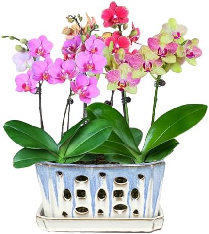 W&W Orchid Pot with Holes and Saucer for Repotting, Blue and White, 9.7 Inch - Image 7