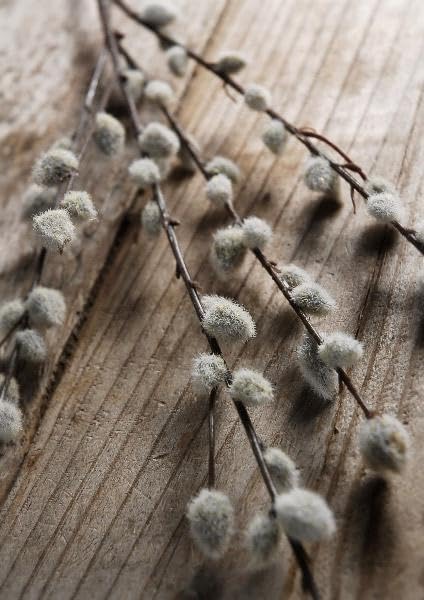 Richland Artificial Pussy Willow Branch 31" (Set of 12 Branches) - Image 3