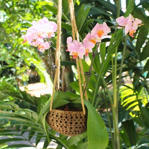 Set of 3 Hanging Orchid Pots for Small Orchids, Handmade Coconut Planters, Orchid Pots with Holes, Coconut Planters, Orchid Gifts - Image 6