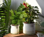 Phoenix Vine 6 Inch 4 Inch Self Watering Planter Pots, Design White Terracotta Pots for Plants, Indoor Cylinder Terra Cotta Pots with Glass Vase Set, 51-B-G-46 - Image 2