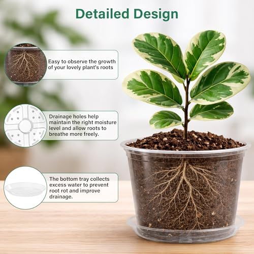 Bluepro Clear Nursery Pots with Saucers, 8 Inch, 8-Pack - Image 3