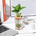 Baderke 24 Packs Plastic Desktop Plant Terrariums Propagation Planter Tabletop Planting Vase with Lid and Cork Plant Coasters for Growing Hydroponic Home Office Table Decoration(Classic Style) - Image 3