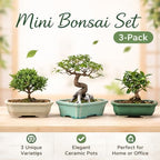 3-Pack 6 Inch Ceramic Bonsai Pots with Drainage Tray for Desktop - Image 3