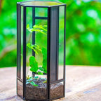 NCYP Glass Enclosure Terrarium with Mesh and Door for Small Spiders - Hexagon Shape, Small Mantis Vented Glass Terrarium 4.1'' x 3.6'' x 7.8'', Tabletop Decor, Black (Plants Not Include) - Image 6
