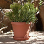 Bloem Terra 24" Plastic Planter, 16 Gallon, Terra Cotta, 2-Pack - Image 6