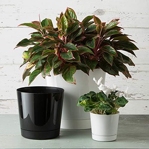 Novelty Root & Vessel Majestic Full Depth Round Cylinder Pot, Glossy Black, 14-Inch (10148) - Image 6