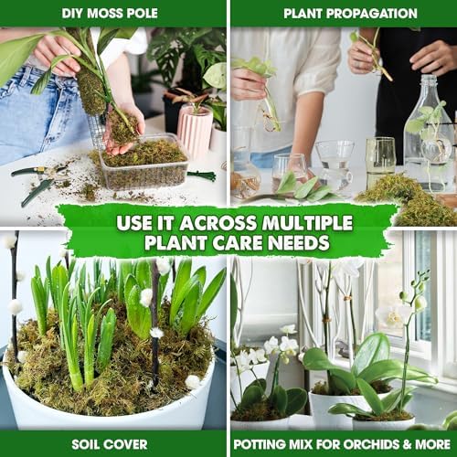 DUSPRO 5 LBS Real Dried Forest Moss for Potted Plants, Plant Propagation - Image 4