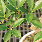 Brussel's Bonsai - Medium Ficus Live Bonsai Tree, Potted Indoor Plant - Image 3