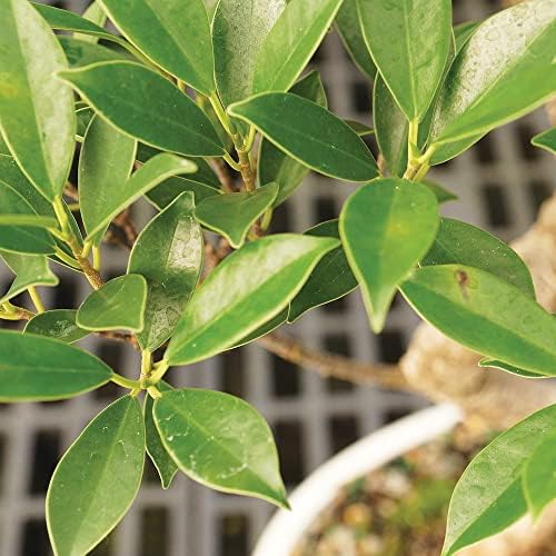 Brussel's Bonsai - Medium Ficus Live Bonsai Tree, Potted Indoor Plant - Image 3