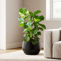 LE TAUCI Ceramic Planter, 12 Inch, Large Plant Pot, Indoor Plant Pot, Black by LETAUCI