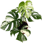 GARDENERA Albo Variegata Potting Mix - Enhances Drainage and Prevents Root Rot - 10 Quart (2 Bags of 5 Quart) - Image 5