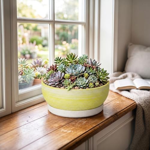 Pots for Succulents, 8 Inch Ceramic Bonsai Tree Pot, Brushed Yellow - Image 3