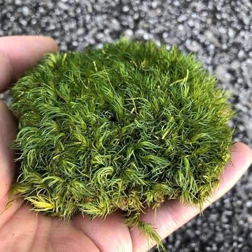 Preserved Pole Moss Pillow Bun Cushion Natural Decorative Real Natural Green DIY Kit Gardenning Art Wall Decor Florist Decor Easter Table Decor Wedding(1.5 sq.ft, Green-A) by %E7%8E%B0%E5%9C%A8%E8%B4%AD%E4%B9%B0